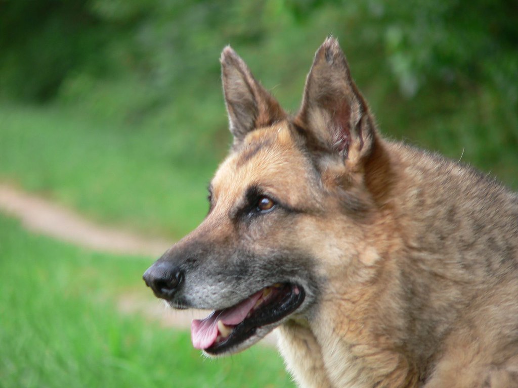 German Shepherd stares to the left with a grin as she plays in Waleska, Georgia. 